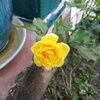 dozenroses50